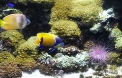 Pomacanthus navarchus