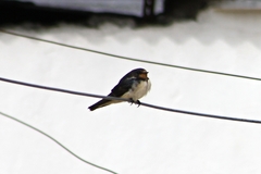 Hirundo rustica