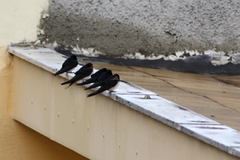 Hirundo rustica