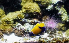 Pomacanthus navarchus