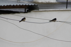 Hirundo rustica