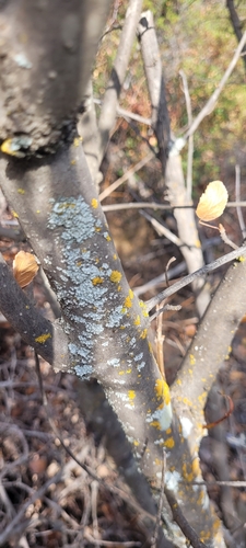 iNaturalist observation photo of Powder-edged Speckled Greenshield