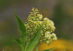 Sambucus kamtschatica