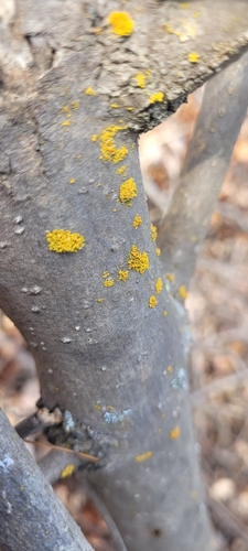 iNaturalist observation photo of Pacific Candleflame Lichen