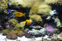 Pomacanthus navarchus