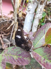 Hypolimnas bolina