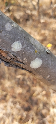 iNaturalist observation photo of Mealy Rim-lichen