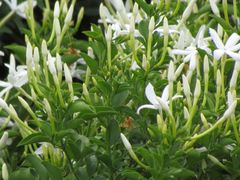 Jasminum angulare