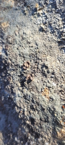 iNaturalist observation photo of Emery Rocktripe Lichen