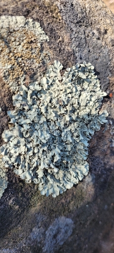 iNaturalist observation photo of Plitt's Rock Shield