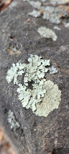 iNaturalist observation photo of Cumberland Rock Shield