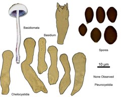Panaeolus subbalteatus