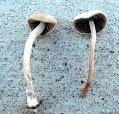 Panaeolus subbalteatus