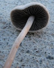 Panaeolus subbalteatus