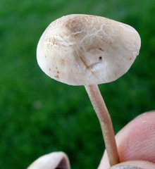 Panaeolus subbalteatus