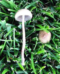 Panaeolus subbalteatus