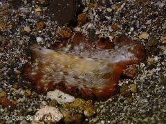 Pseudobiceros fulgor