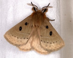 Anthela ocellata