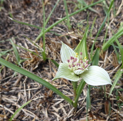 Colchicum striatum