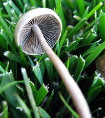 Panaeolus subbalteatus