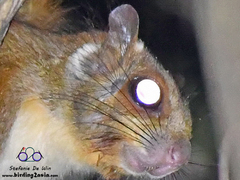 Petinomys genibarbis