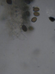 Panaeolus subbalteatus