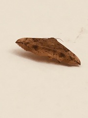 Anticarsia irrorata