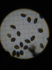 Panaeolus subbalteatus