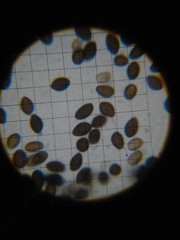 Panaeolus subbalteatus