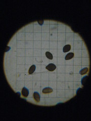 Panaeolus subbalteatus