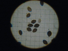 Panaeolus subbalteatus