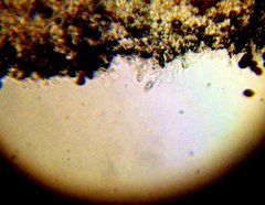 Panaeolus subbalteatus