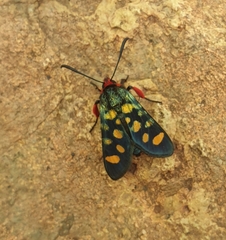 Arniocera auriguttata