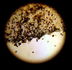 Panaeolus subbalteatus