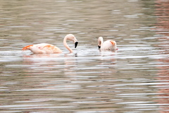 Phoenicopterus chilensis