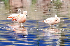 Phoenicopterus chilensis