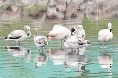 Phoenicopterus chilensis