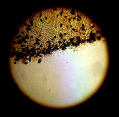 Panaeolus subbalteatus