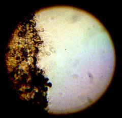 Panaeolus subbalteatus