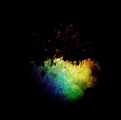 Panaeolus subbalteatus