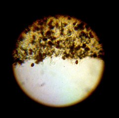 Panaeolus subbalteatus