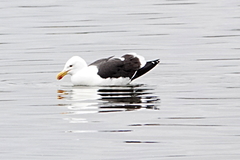 Larus dominicanus
