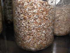 Panaeolus subbalteatus