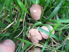 Calocybe carnea