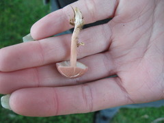 Calocybe carnea