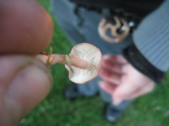 Calocybe carnea
