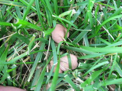 Calocybe carnea