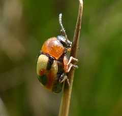 Cryptocephalus viridiceps