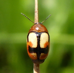 Cryptocephalus viridiceps