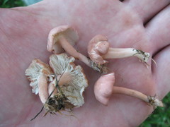 Calocybe carnea